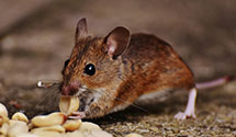 24 Hour & Emergency Exterminators in Exeter, CA